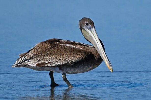 Pelicans Edge Out Grizzlies 114-106 in Thrilling Jan 30 Showdown