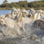 Can the Heat Ignite a Surge to Escape the Play-In Round?