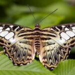 Clippers Clinch Nail-Biting 115-114 Win Over Nuggets in Epic Showdown