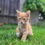 Timberwolves Fans Erupt Over Rudy Gobert’s Suspension Announcement