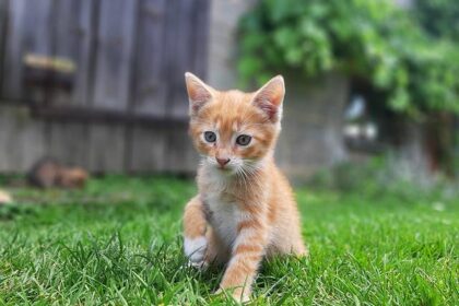 Timberwolves Fans Erupt Over Rudy Gobert’s Suspension Announcement