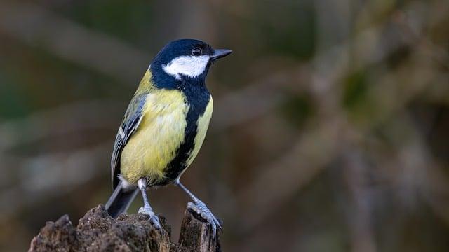 Khris Middleton and P.J. Washington Ignite Mavericks to Break 10-Game Losing Streak
