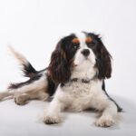 Charles Barkley Slams New York Knicks as ‘Dicks,’ Sparking Shaq’s Hilarious Laughter