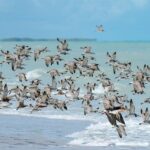 Former Auburn Star Johni Broome Sidelined by Meniscus Tear in G League Showdown