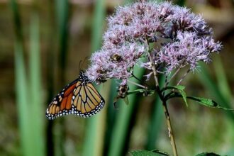 How Joe Mazzulla Is Driving the Boston Celtics to Exceed All Expectations