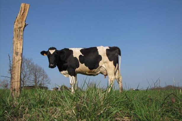 Heat’s Leading Scorer Norman Powell Sidelined for at Least a Week with Strained Right Groin