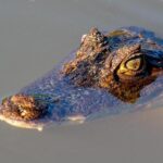 NBA Legends Bob Costas, Doug Collins, Mike Fratello and More Reunite for Spurs-76ers Showdown Tuesday
