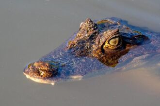 NBA Legends Bob Costas, Doug Collins, Mike Fratello and More Reunite for Spurs-76ers Showdown Tuesday