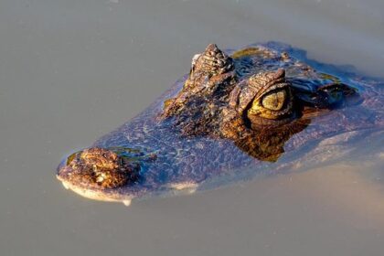 NBA Legends Bob Costas, Doug Collins, Mike Fratello and More Reunite for Spurs-76ers Showdown Tuesday