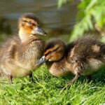 Timberwolves Fans Must Embrace This Essential Virtue to Support Ayo Dosunmu