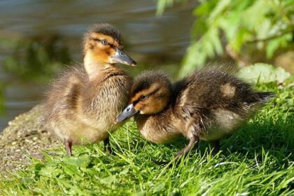 Timberwolves Fans Must Embrace This Essential Virtue to Support Ayo Dosunmu