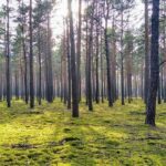 Rasheer Fleming Ignites Suns with Career-High 8 Points in Thrilling Victory Over Lakers