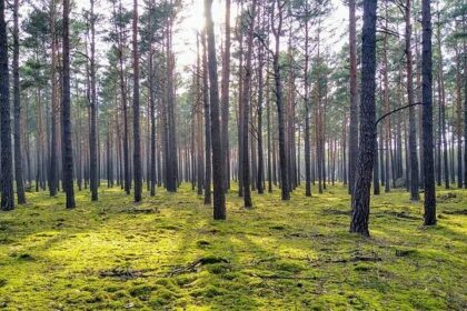 Rasheer Fleming Ignites Suns with Career-High 8 Points in Thrilling Victory Over Lakers