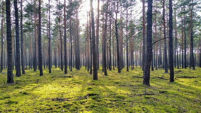 Rasheer Fleming Ignites Suns with Career-High 8 Points in Thrilling Victory Over Lakers
