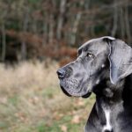 Dane Moore Blasts ESPN Layoffs Following Assignment Desk’s Request for His T’Wolves Content