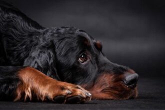 Aaron Gordon Set for Thrilling Comeback as Nuggets Face Off Against Jazz