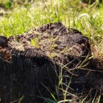 Chet Holmgren Stuns Chicago Bulls with a Game-Changing Block