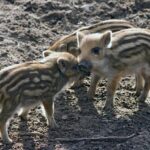 Kings’ Rookies Make Costly Mistake That Doomed Them Against the Suns