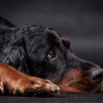 Nuggets Forward Aaron Gordon Prepares for an Exciting Comeback After Injury