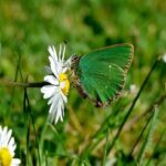 Nets at a Crossroads: Is Their Rookie 7-Footer the Game-Changer They Need?