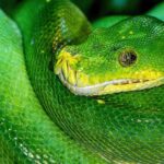 Warriors Share Exciting Update on Draymond Green After Lineup Shake-Up