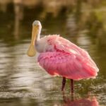 Bill Simmons Speaks the Truth Every Timberwolves Fan Has Been Waiting to Hear