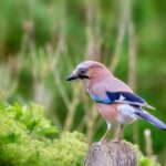 Jay Huff Nearly Breaks Bam Adebayo’s Record in Pacers’ 10th Consecutive Defeat