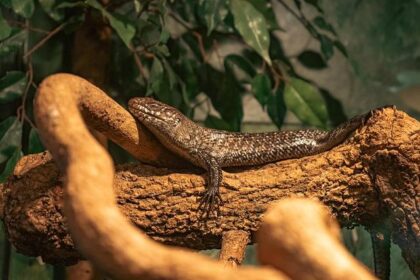 Cade Cunningham Dazzles with 15 Assists to Lead Pistons Past Nets