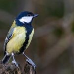 Khris Middleton Opens Up After Electrifying Victory Over Memphis Grizzlies