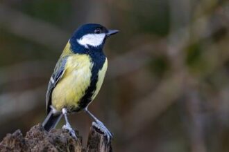 Khris Middleton Opens Up After Electrifying Victory Over Memphis Grizzlies