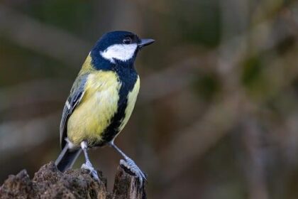 Khris Middleton Opens Up After Electrifying Victory Over Memphis Grizzlies