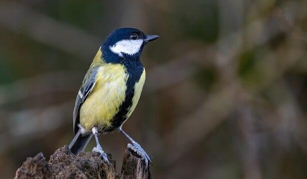 Khris Middleton Opens Up After Electrifying Victory Over Memphis Grizzlies