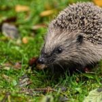 Spurs’ Luke Kornet Speaks Out After NBA Cancels Hawks’ ‘Magic City Night’ Event