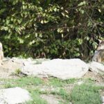 Paolo Banchero Shines in Wolves’ Postgame Spotlight