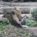 Kings Face Spurs Without 7 Key Players on Injury Report