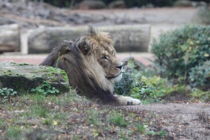 Kings Face Spurs Without 7 Key Players on Injury Report