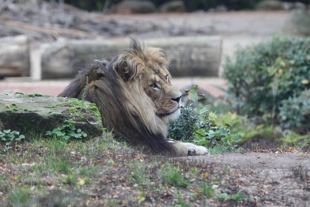 Kings Face Spurs Without 7 Key Players on Injury Report