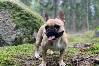 Jaylon Tyson Out for Pelicans Clash: How It Impacts Your Fantasy Basketball Lineup