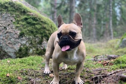 Jaylon Tyson Out for Pelicans Clash: How It Impacts Your Fantasy Basketball Lineup