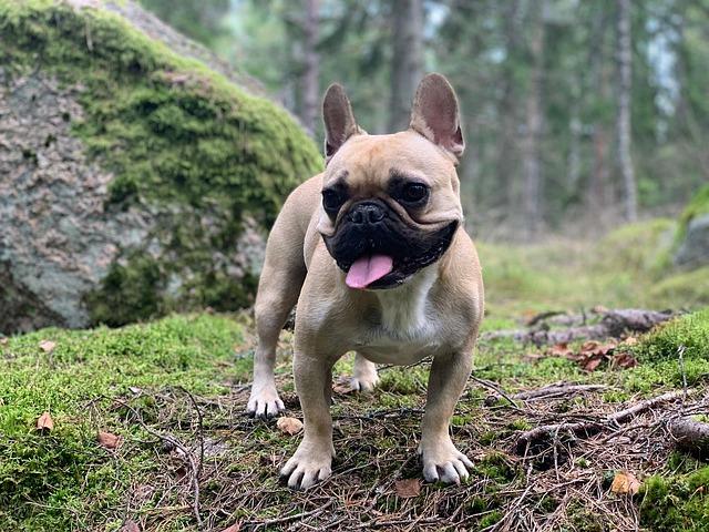 Jaylon Tyson Out for Pelicans Clash: How It Impacts Your Fantasy Basketball Lineup