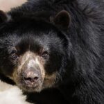Oso Ighodaro Ignites the Court with Electrifying Slam Dunk Against Toronto Raptors