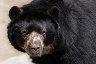 Oso Ighodaro Ignites the Court with Electrifying Slam Dunk Against Toronto Raptors