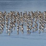 Washington Wizards vs Utah Jazz: Top Expert Predictions and Winning Odds for March 25, 2026