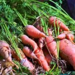 GG Jackson Explains Why Veterans Like Rockets’ Kevin Durant Get the Edge with Officials