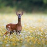 San Antonio Spurs Crush Milwaukee Bucks in a Stunning 127-95 Blowout