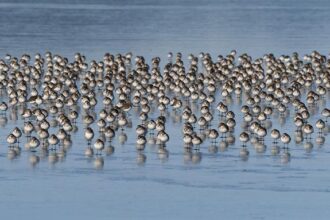 Epic Showdown: Washington Wizards vs. Golden State Warriors – Expert Predictions, Picks & Odds for NBA Friday