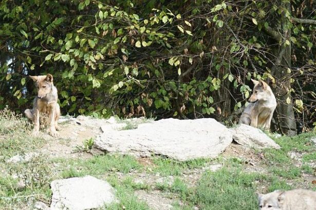 Short-Handed Wolves Fall to Detroit, Slip Further in West Playoff Hunt