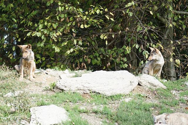 Short-Handed Wolves Fall to Detroit, Slip Further in West Playoff Hunt