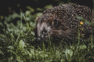 Spurs Are Back and Poised to Dominate the NBA Season