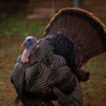 New Trail Blazers Owner Tom Dundon Brings Hope and a Complex Past to Portland